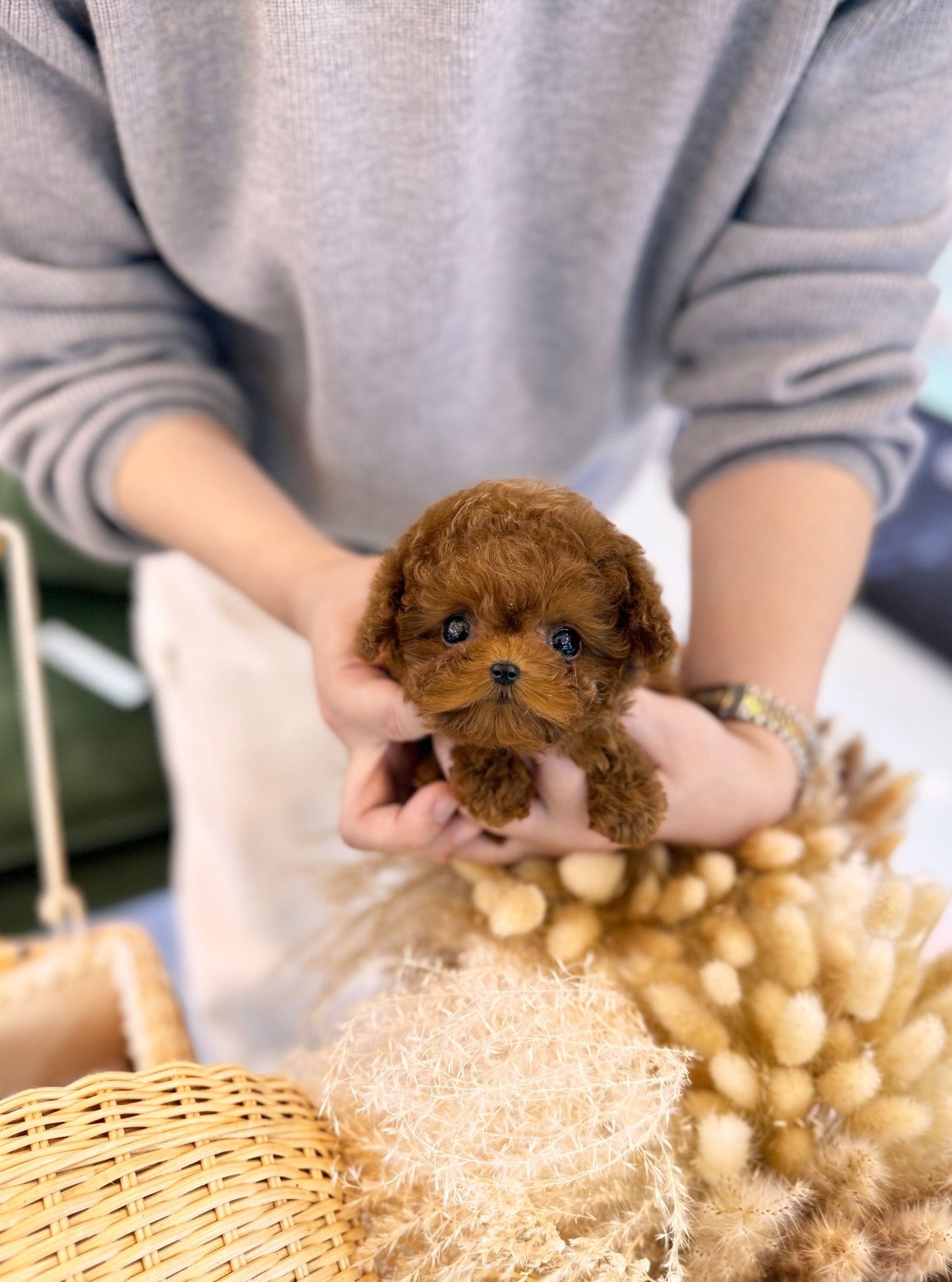 Poodle - Tom(Male) - Beautiful puppy teacup puppy with adorable features available for adoption from Velydog