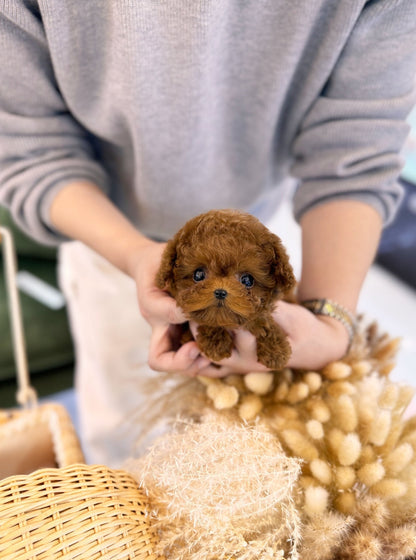 Poodle - Tom(Male) - Beautiful puppy teacup puppy with adorable features available for adoption from Velydog