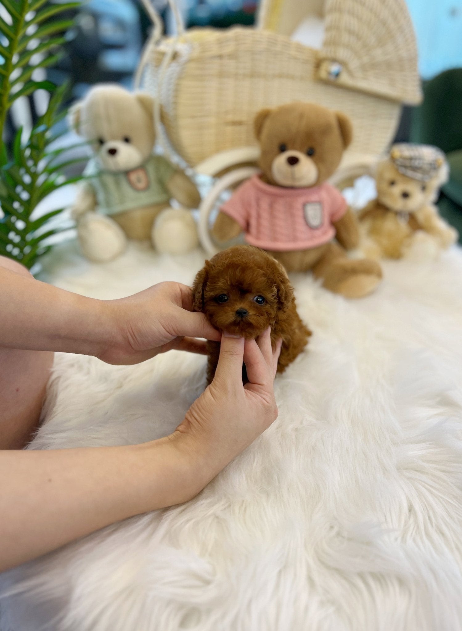 Poodle - Tori(Male) - Beautiful puppy teacup puppy with adorable features available for adoption from Velydog