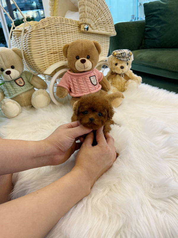 Poodle - Tori(Male) - Beautiful puppy teacup puppy with adorable features available for adoption from Velydog