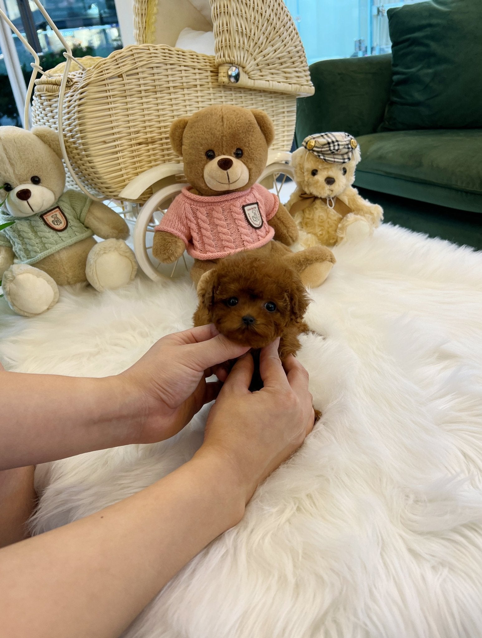 Poodle - Tori(Male) - Beautiful puppy teacup puppy with adorable features available for adoption from Velydog