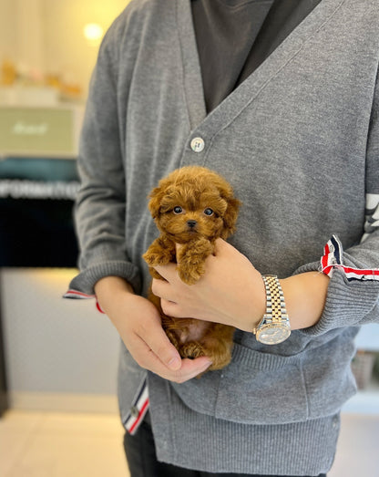 Poodle - Toto(Male) - Beautiful puppy teacup puppy with adorable features available for adoption from Velydog