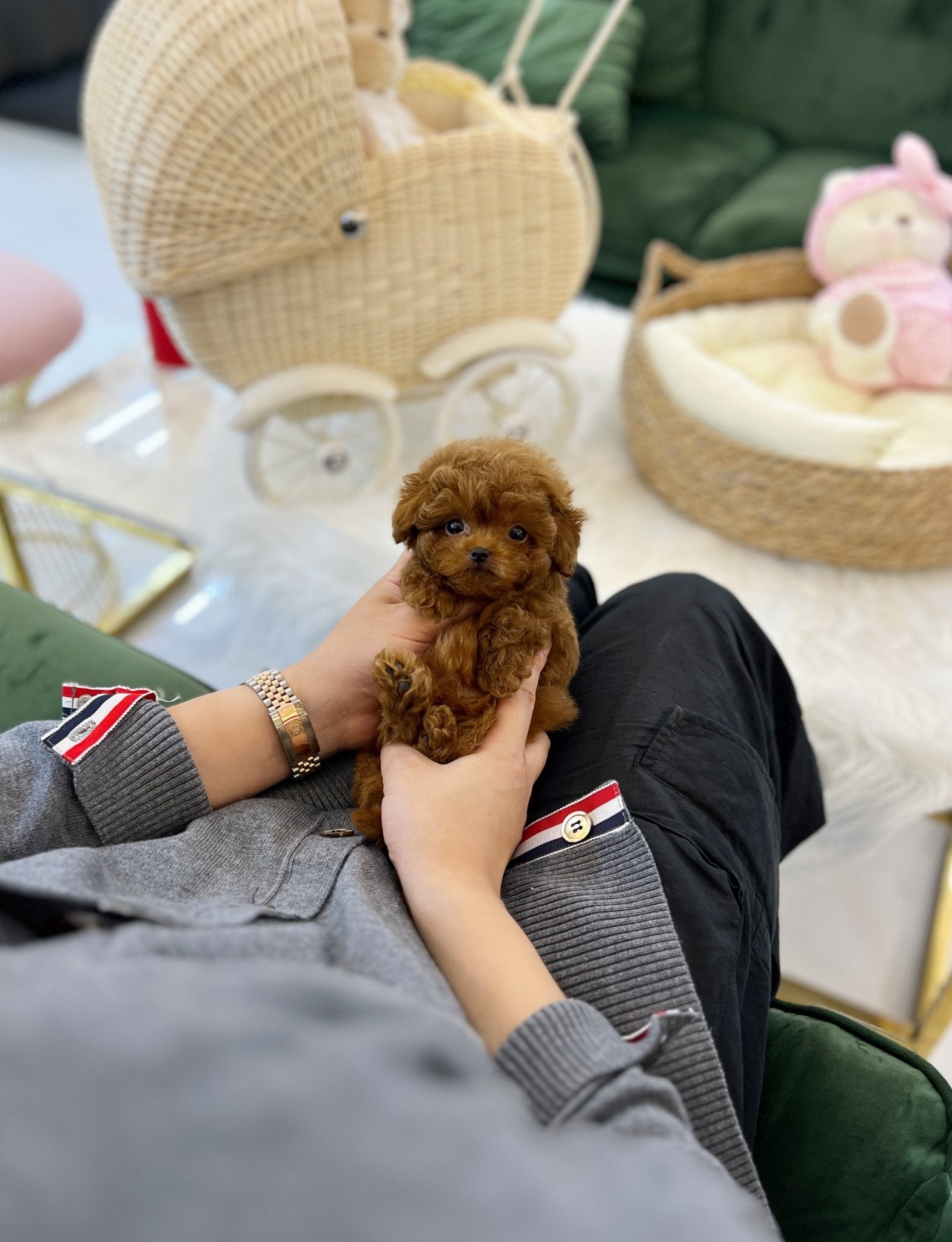 Poodle - Toto(Male) - Beautiful puppy teacup puppy with adorable features available for adoption from Velydog