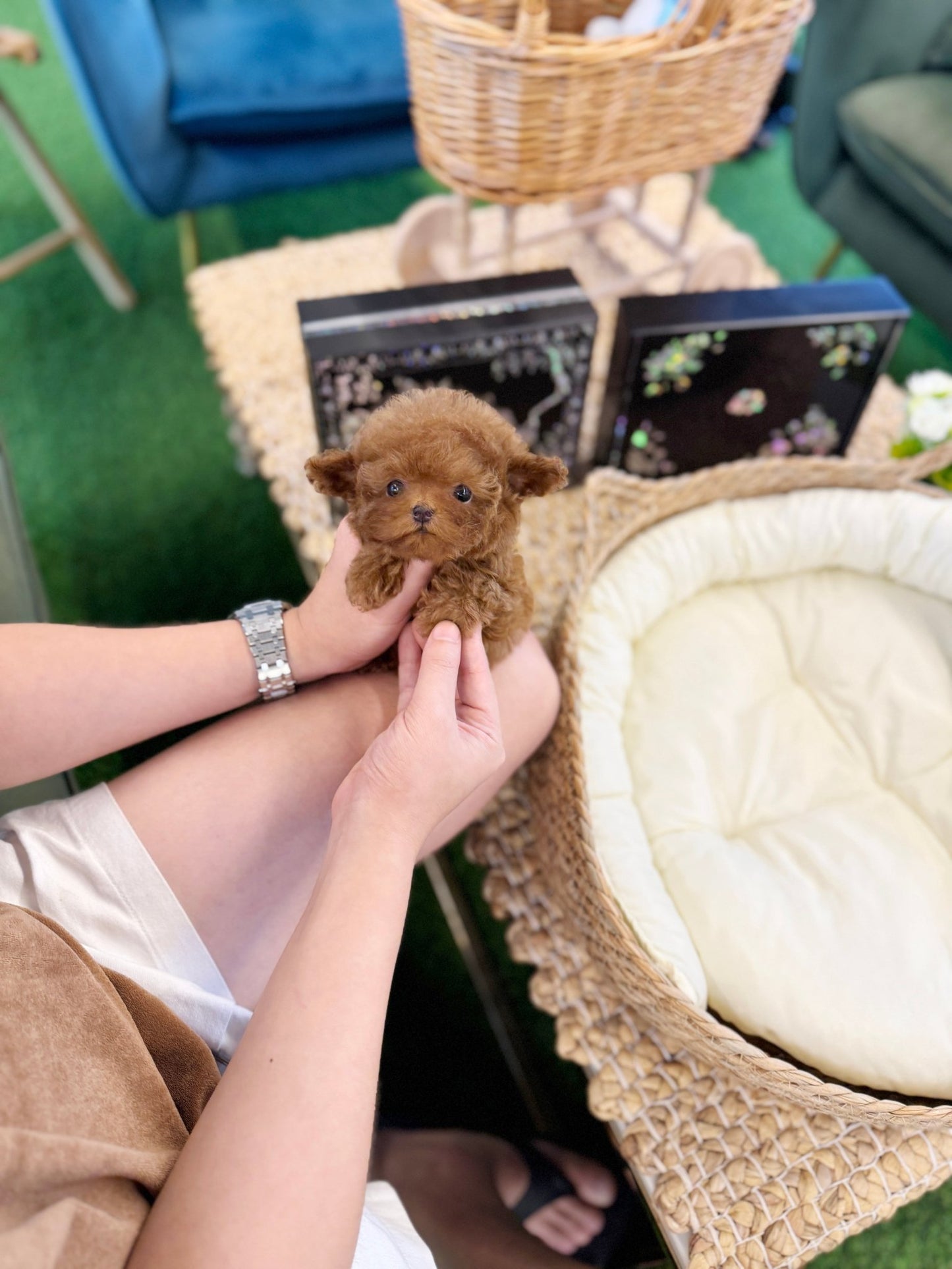 Poodle - Toto(Male) - Beautiful puppy teacup puppy with adorable features available for adoption from Velydog