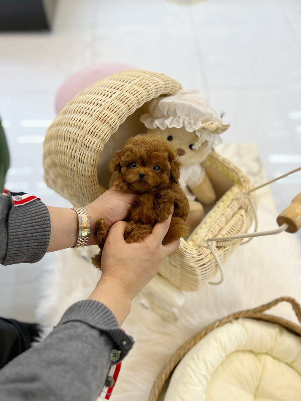 Poodle - Toto(Male) - Beautiful puppy teacup puppy with adorable features available for adoption from Velydog