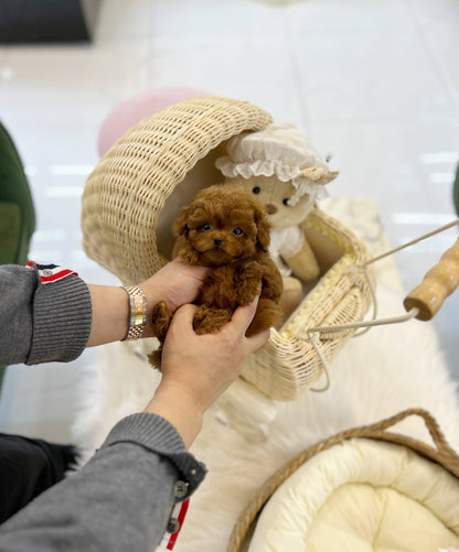 Poodle - Toto(Male) - Beautiful puppy teacup puppy with adorable features available for adoption from Velydog