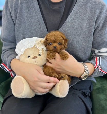 Poodle - Toto(Male) - Beautiful puppy teacup puppy with adorable features available for adoption from Velydog