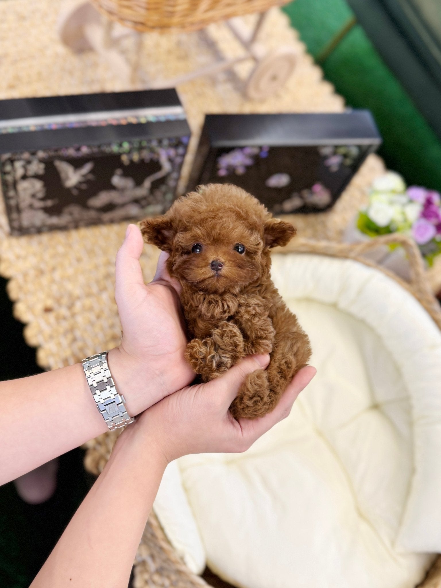 Poodle - Toto(Male) - Beautiful puppy teacup puppy with adorable features available for adoption from Velydog