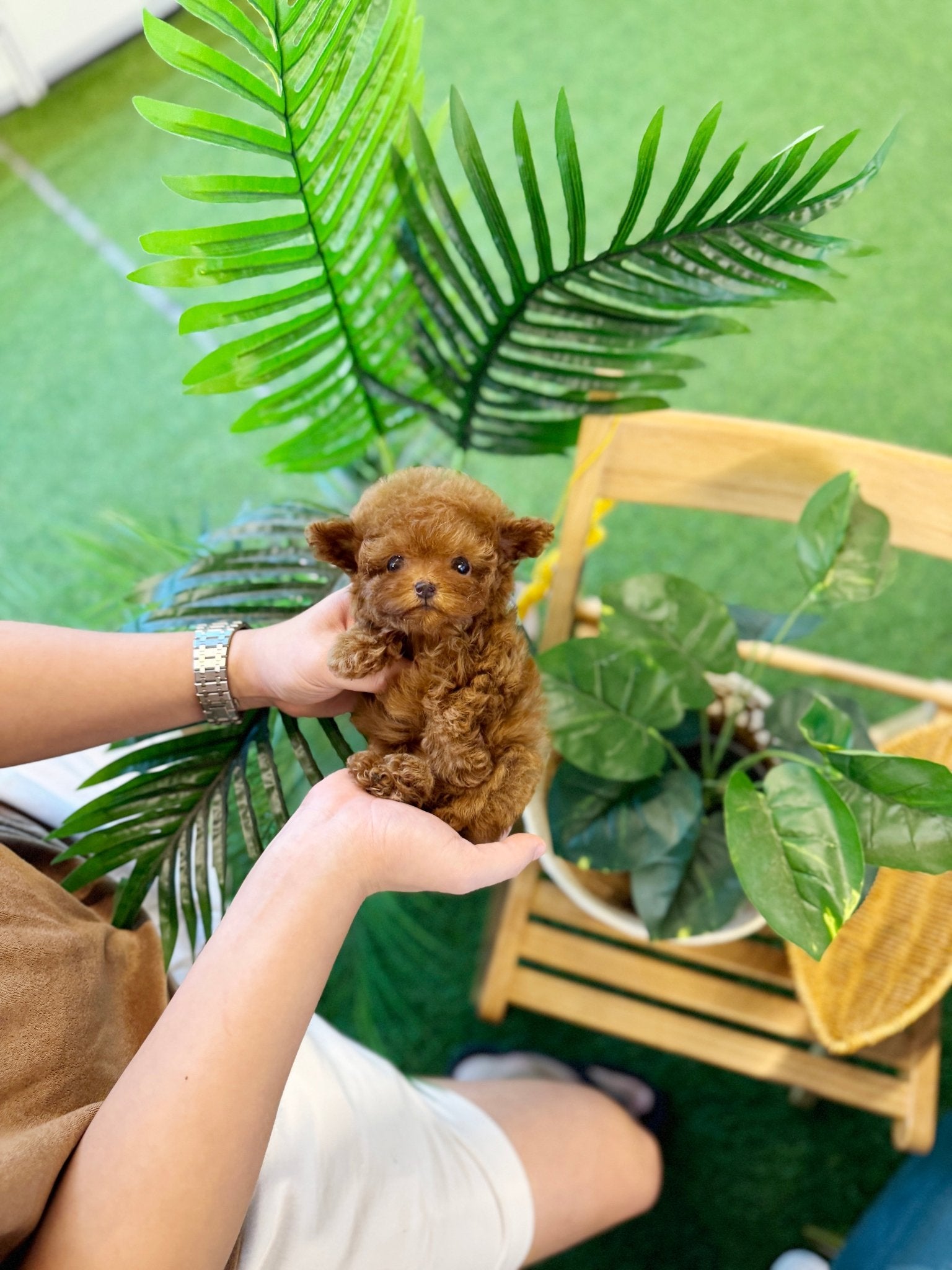 Poodle - Toto(Male) - Beautiful puppy teacup puppy with adorable features available for adoption from Velydog