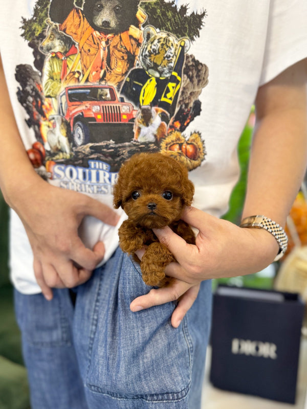 Poodle - Usopp(Male) - Beautiful puppy teacup puppy with adorable features available for adoption from Velydog