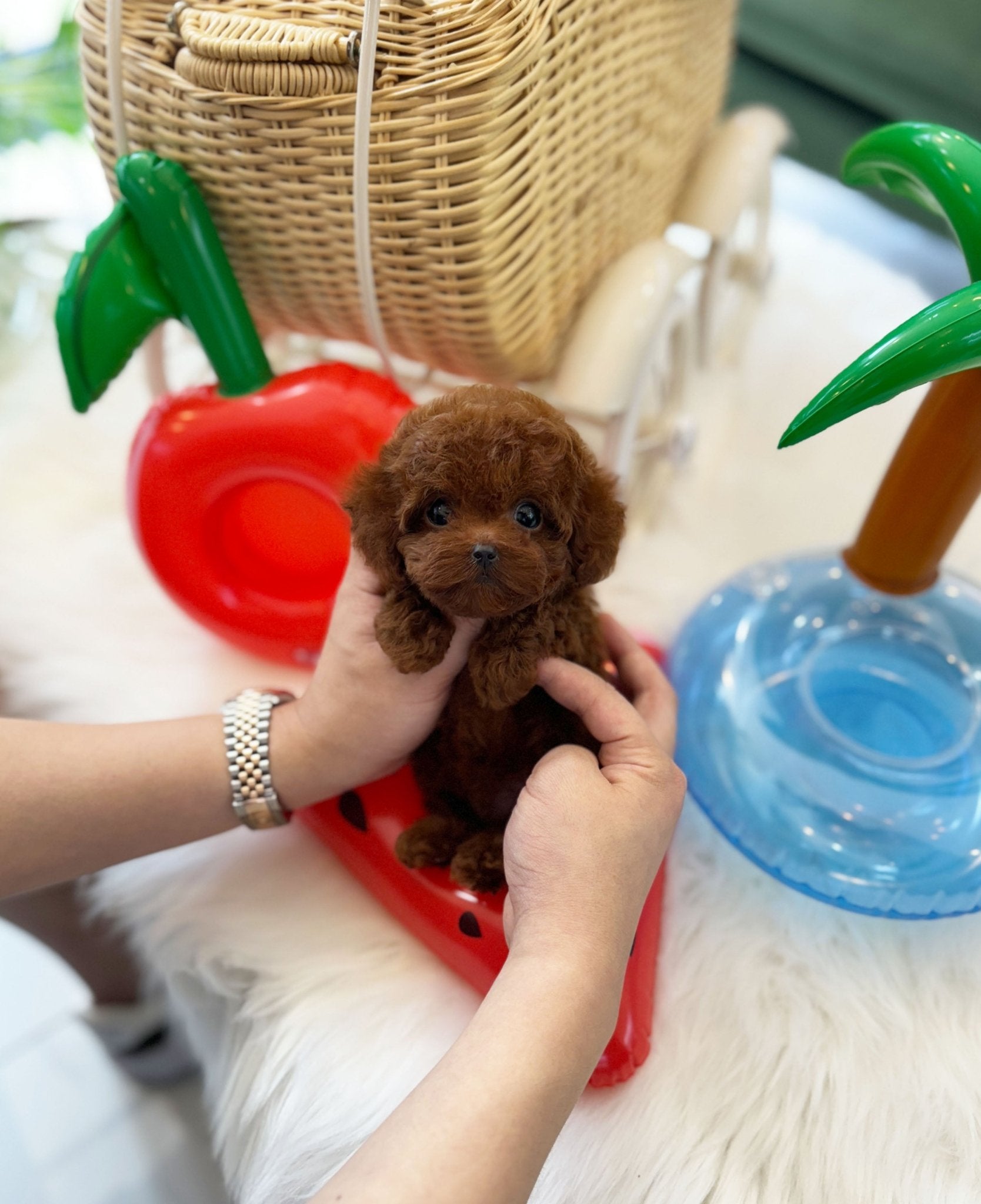 Poodle - Vera(Female) - Beautiful puppy teacup puppy with adorable features available for adoption from Velydog