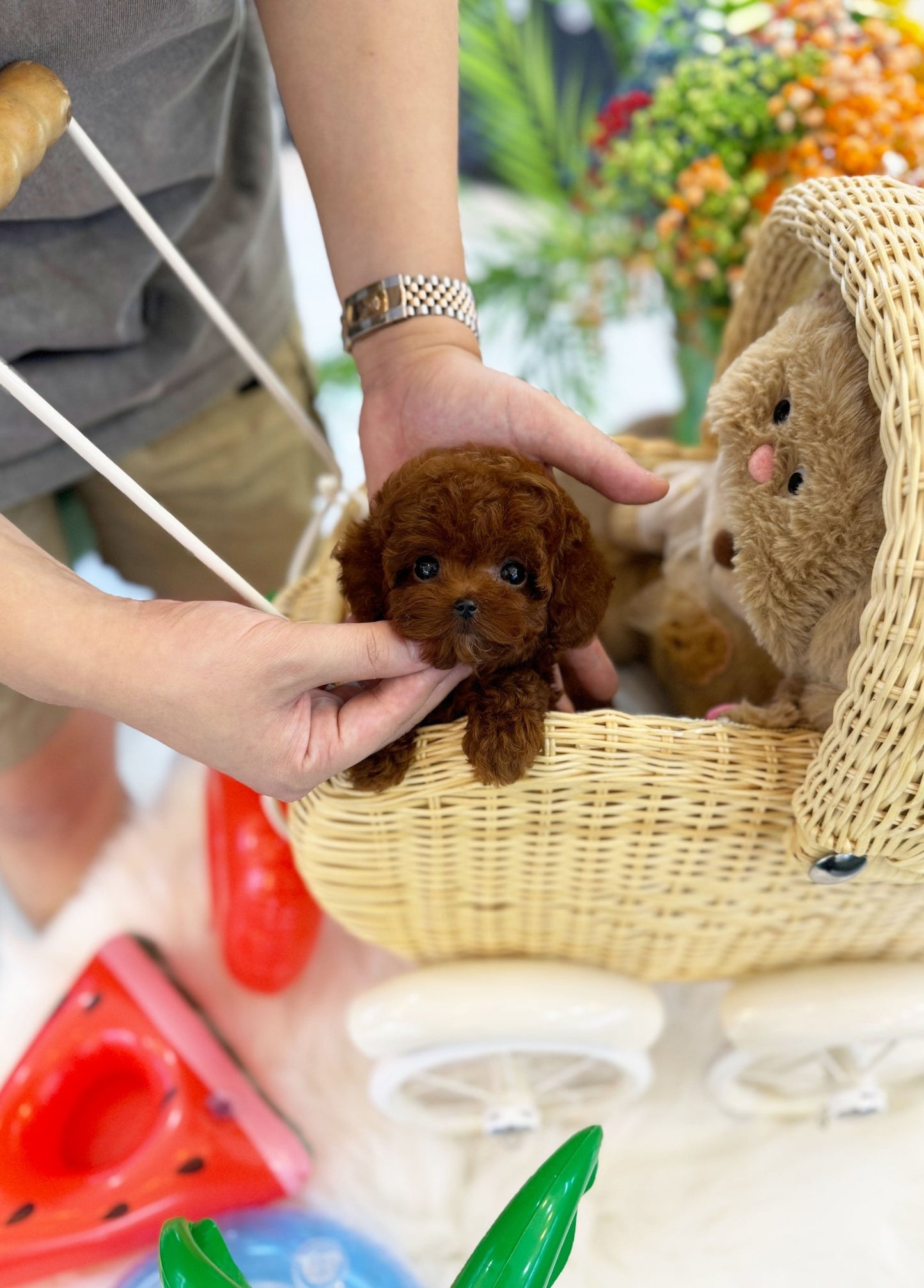 Poodle - Vera(Female) - Beautiful puppy teacup puppy with adorable features available for adoption from Velydog