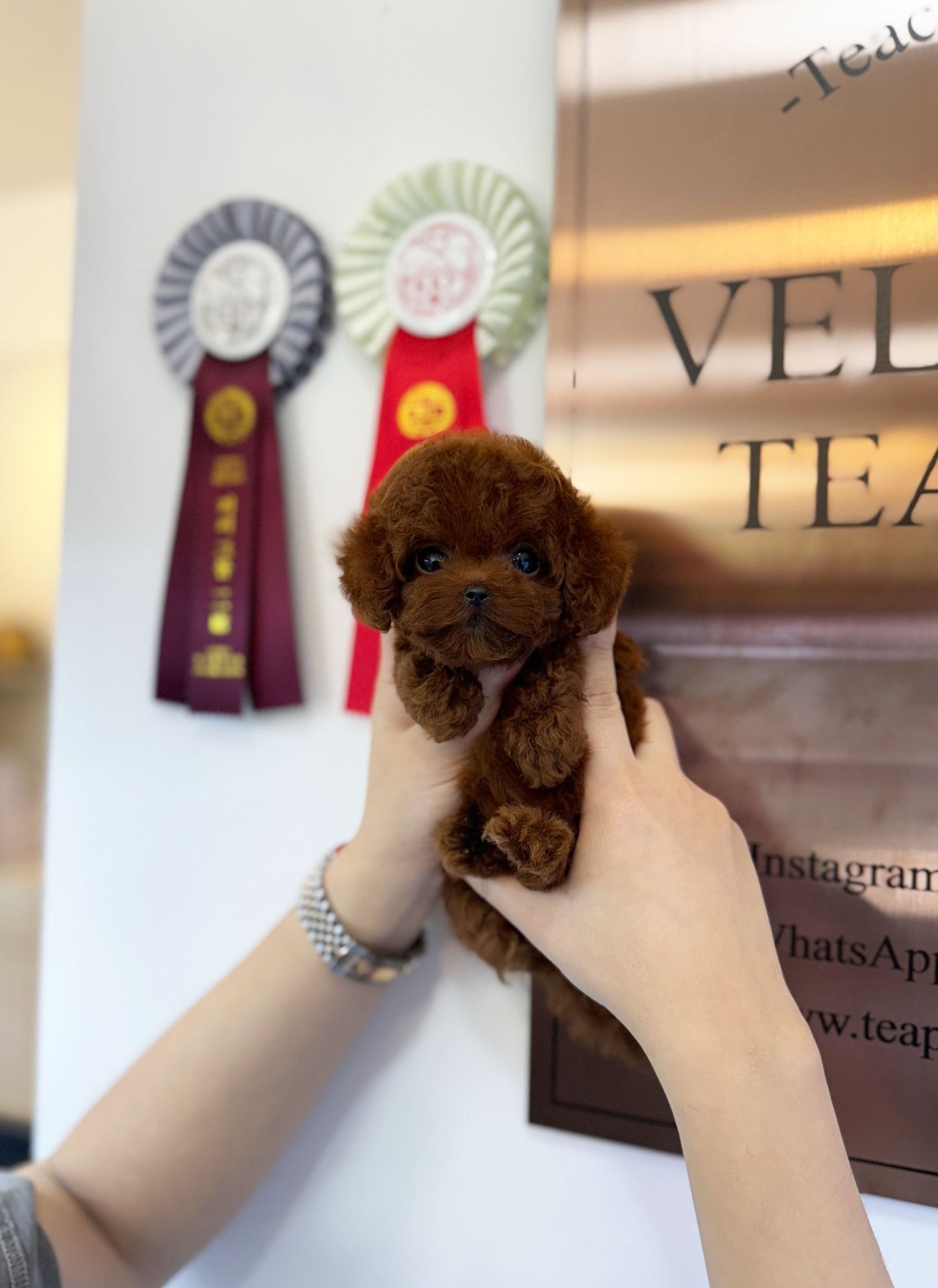 Poodle - Vera(Female) - Beautiful puppy teacup puppy with adorable features available for adoption from Velydog