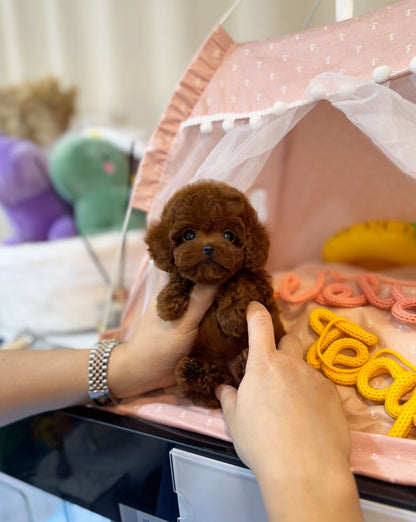 Poodle - Vera(Female) - Beautiful puppy teacup puppy with adorable features available for adoption from Velydog