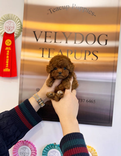 Poodle - Vicky(Female) - Beautiful puppy teacup puppy with adorable features available for adoption from Velydog