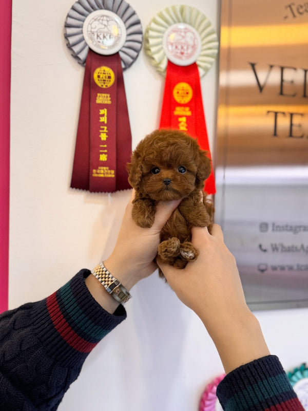 Poodle - Vicky(Female) - Beautiful puppy teacup puppy with adorable features available for adoption from Velydog