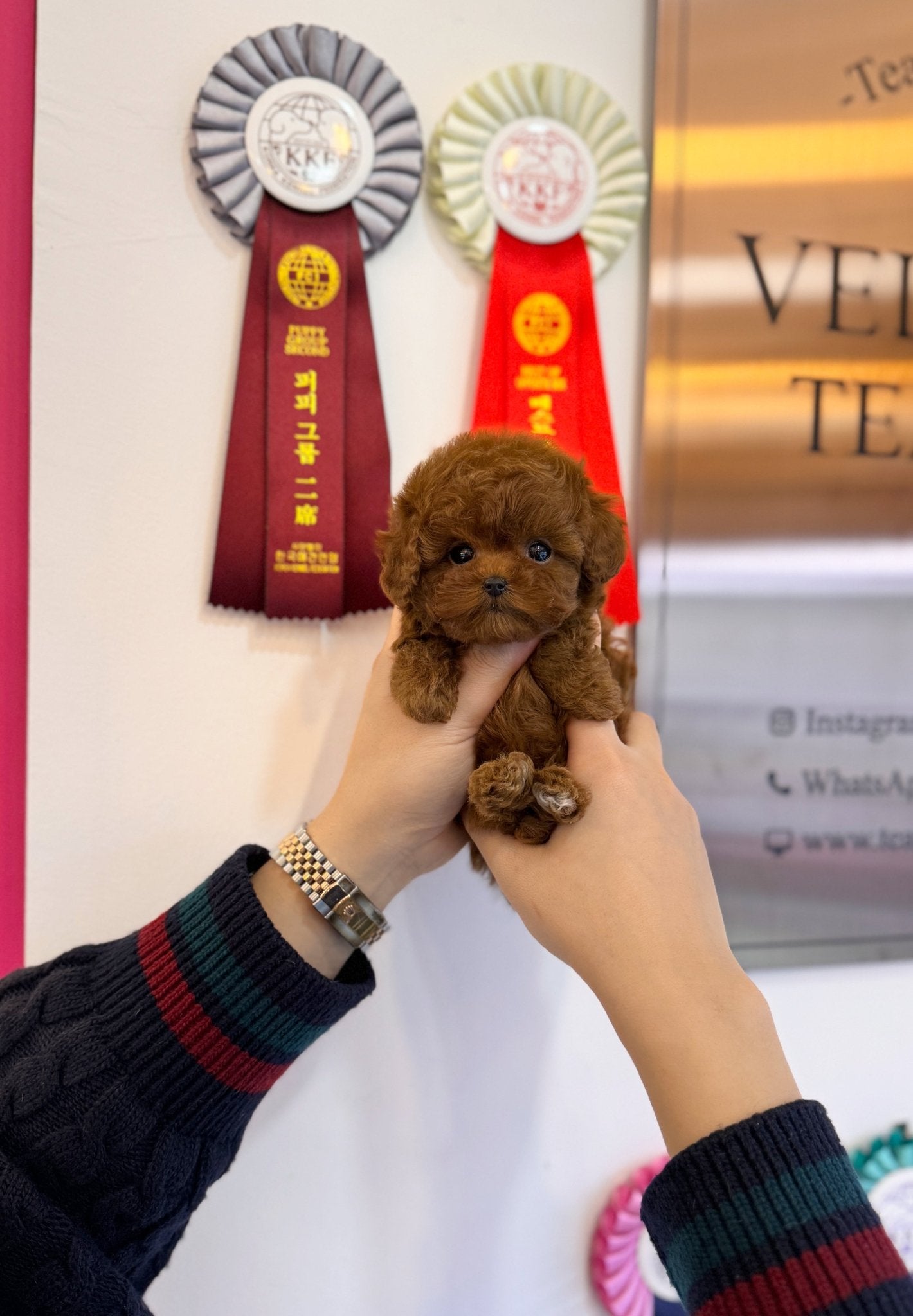 Poodle - Vicky(Female) - Beautiful puppy teacup puppy with adorable features available for adoption from Velydog