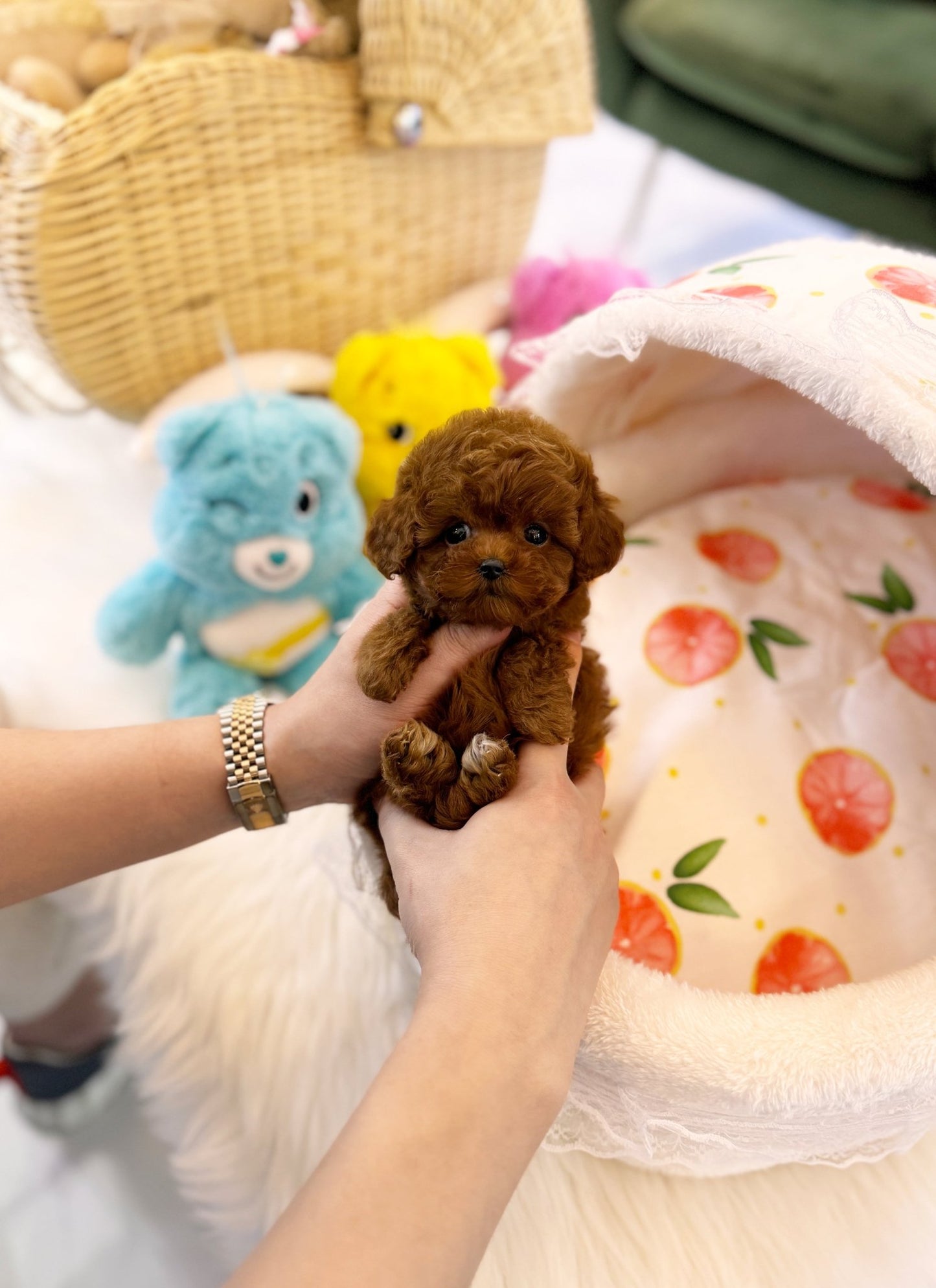 Poodle - Vicky(Female) - Beautiful puppy teacup puppy with adorable features available for adoption from Velydog