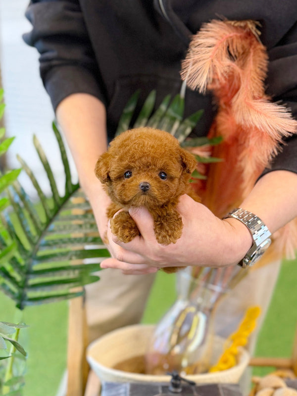 Poodle - Vicky(Female) - Beautiful puppy teacup puppy with adorable features available for adoption from Velydog