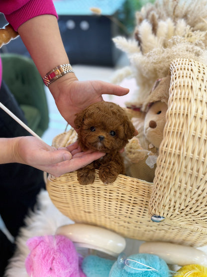 Poodle - Victoria(Female) - Beautiful puppy teacup puppy with adorable features available for adoption from Velydog