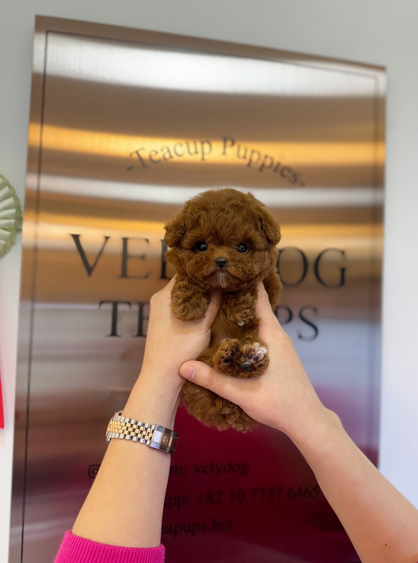 Poodle - Victoria(Female) - Beautiful puppy teacup puppy with adorable features available for adoption from Velydog