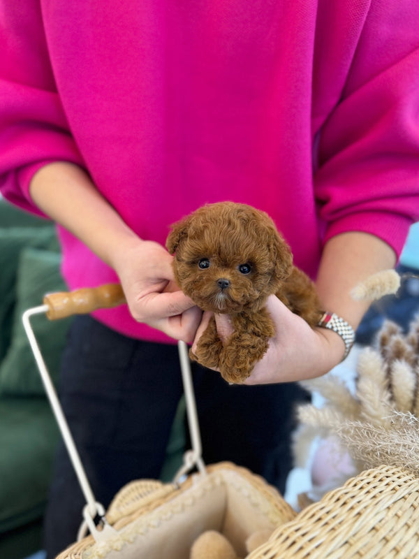 Poodle - Victoria(Female) - Beautiful puppy teacup puppy with adorable features available for adoption from Velydog