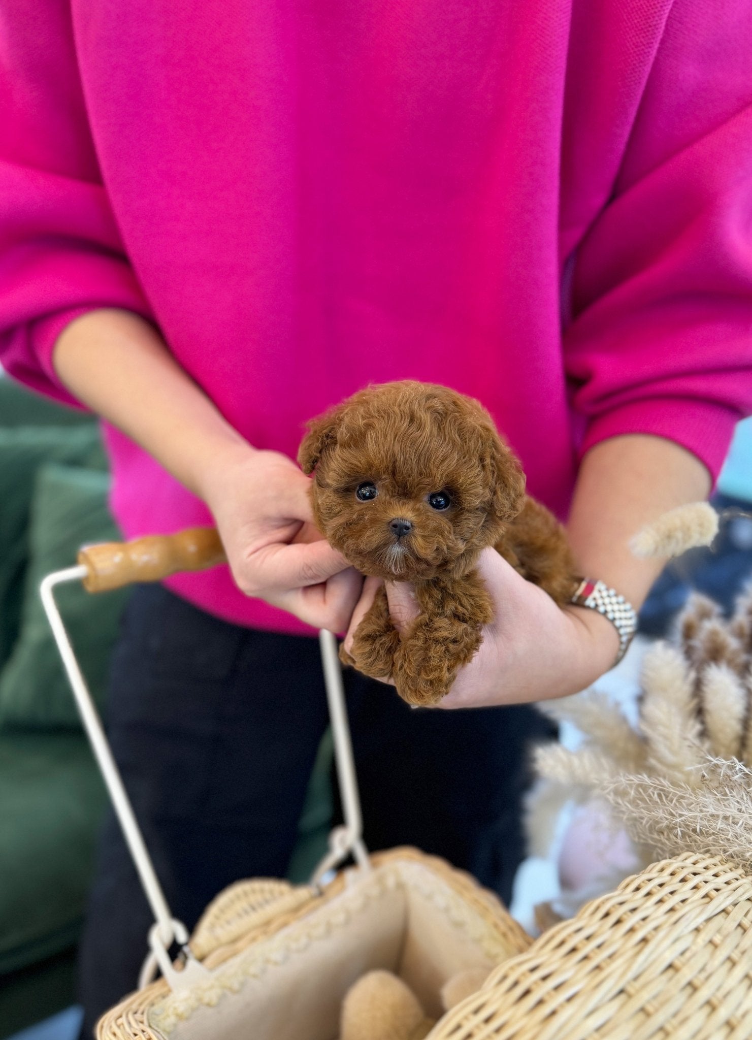 Poodle - Victoria(Female) - Beautiful puppy teacup puppy with adorable features available for adoption from Velydog