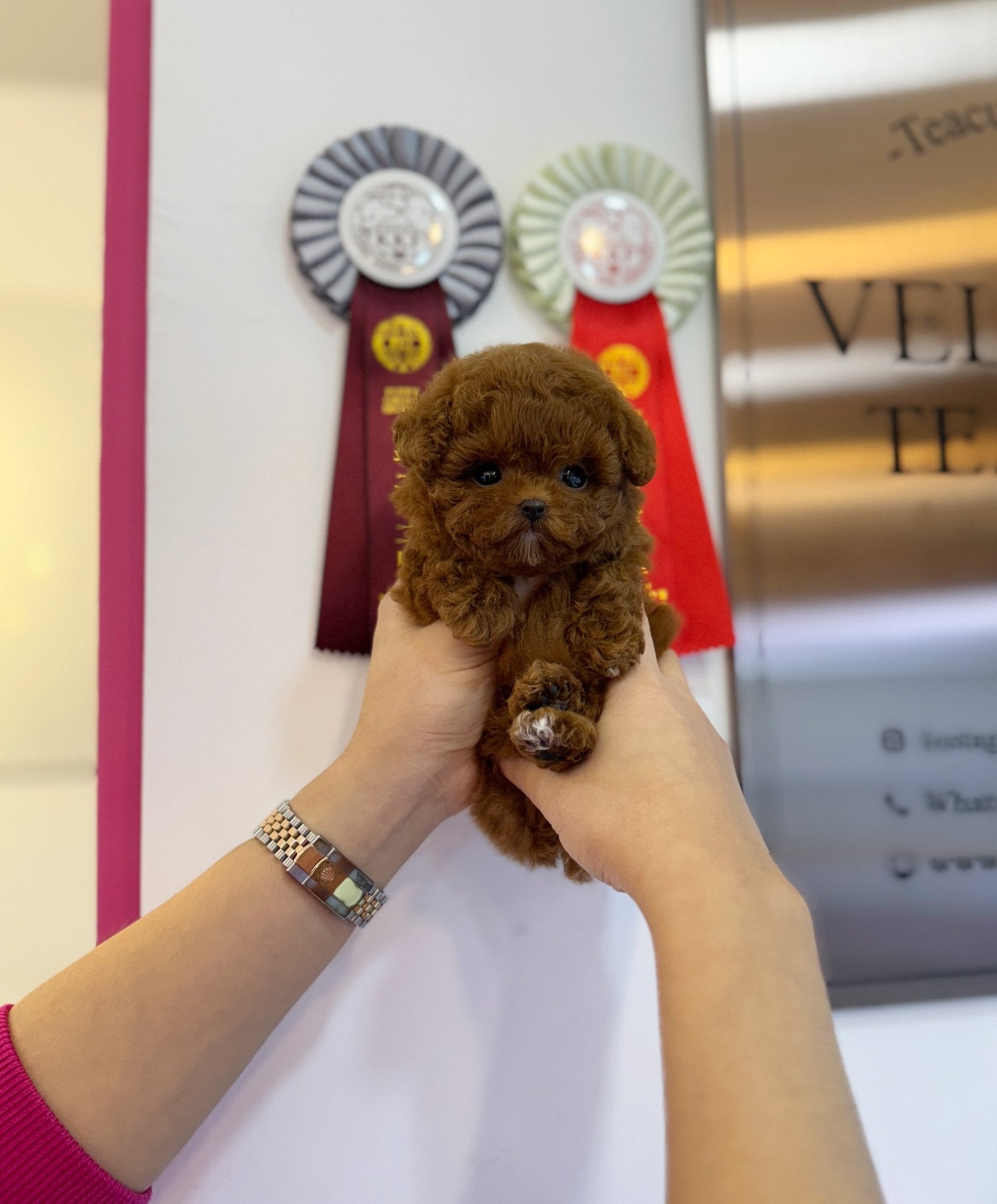 Poodle - Victoria(Female) - Beautiful puppy teacup puppy with adorable features available for adoption from Velydog