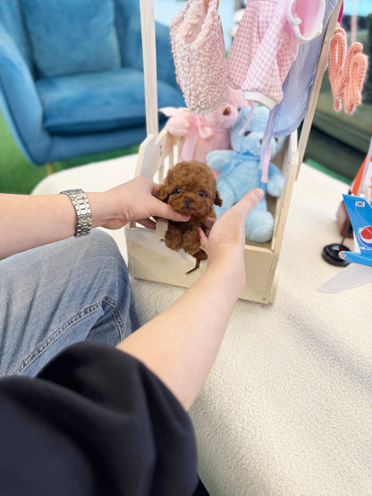 Poodle - Vienna(Female) - Beautiful puppy teacup puppy with adorable features available for adoption from Velydog