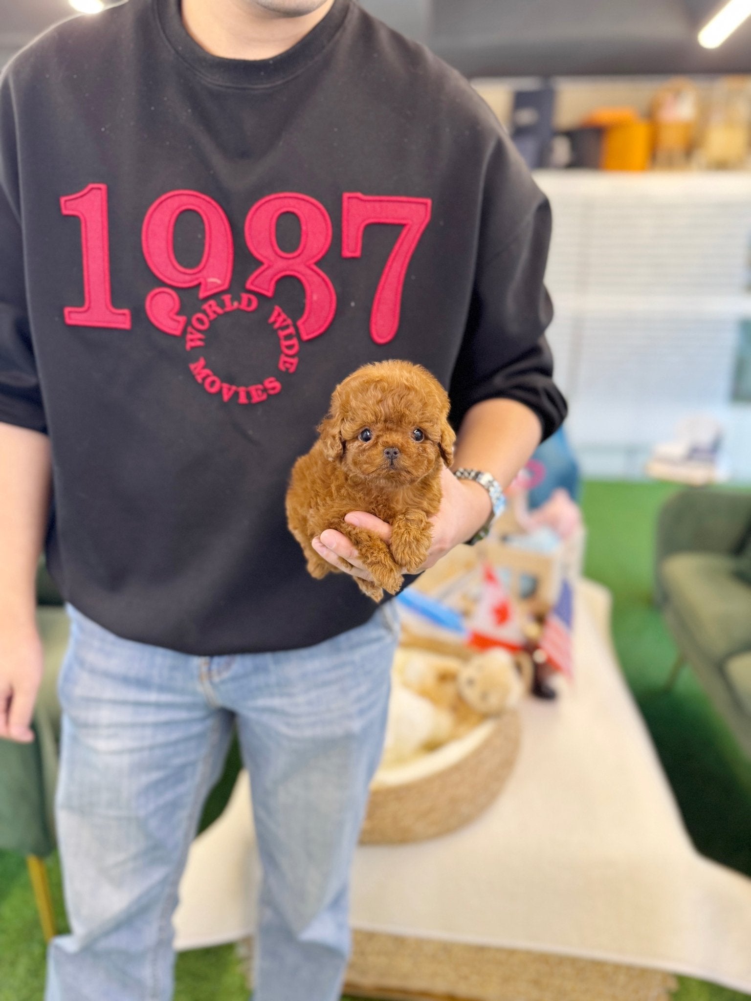 Poodle - Vienna(Female) - Beautiful puppy teacup puppy with adorable features available for adoption from Velydog