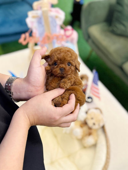 Poodle - Vienna(Female) - Beautiful puppy teacup puppy with adorable features available for adoption from Velydog
