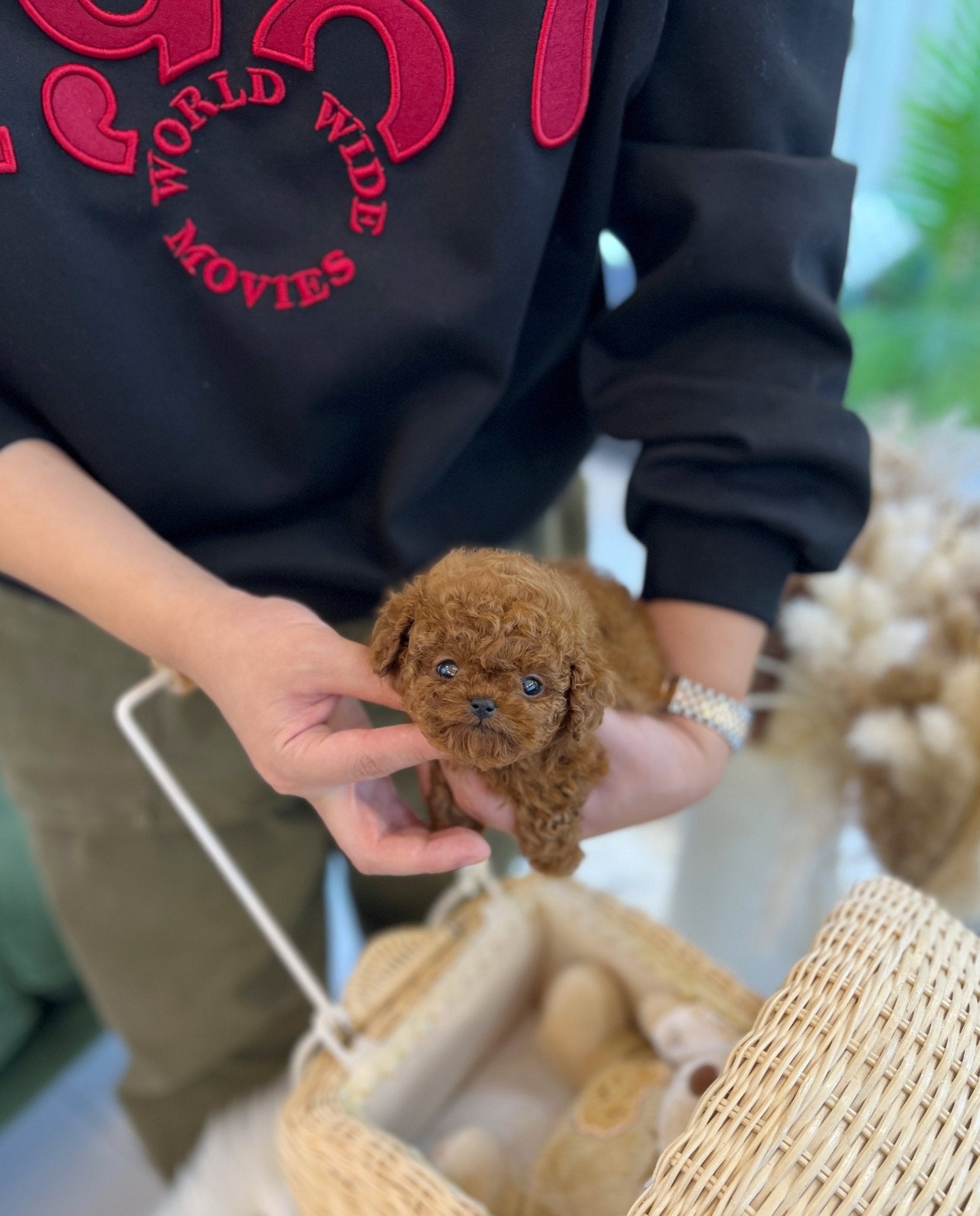 Poodle - Viva(Female) - Beautiful puppy teacup puppy with adorable features available for adoption from Velydog