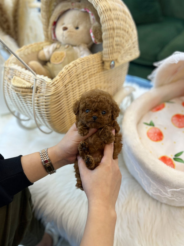 Poodle - Viva(Female) - Beautiful puppy teacup puppy with adorable features available for adoption from Velydog