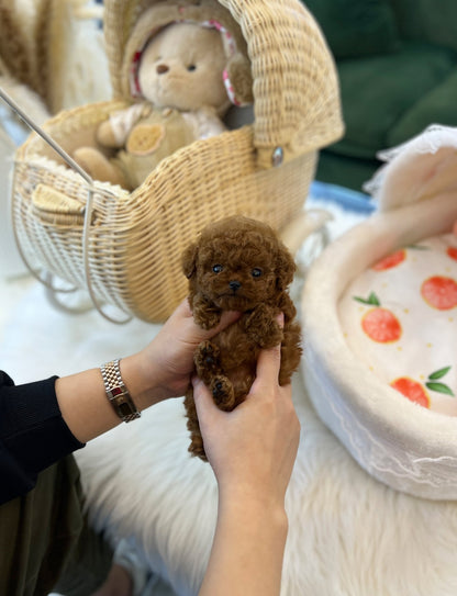 Poodle - Viva(Female) - Beautiful puppy teacup puppy with adorable features available for adoption from Velydog