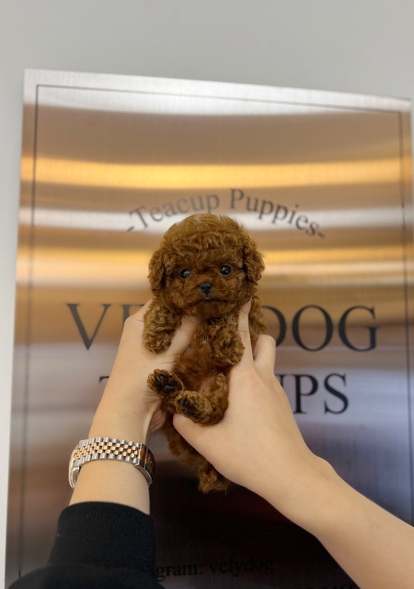 Poodle - Viva(Female) - Beautiful puppy teacup puppy with adorable features available for adoption from Velydog