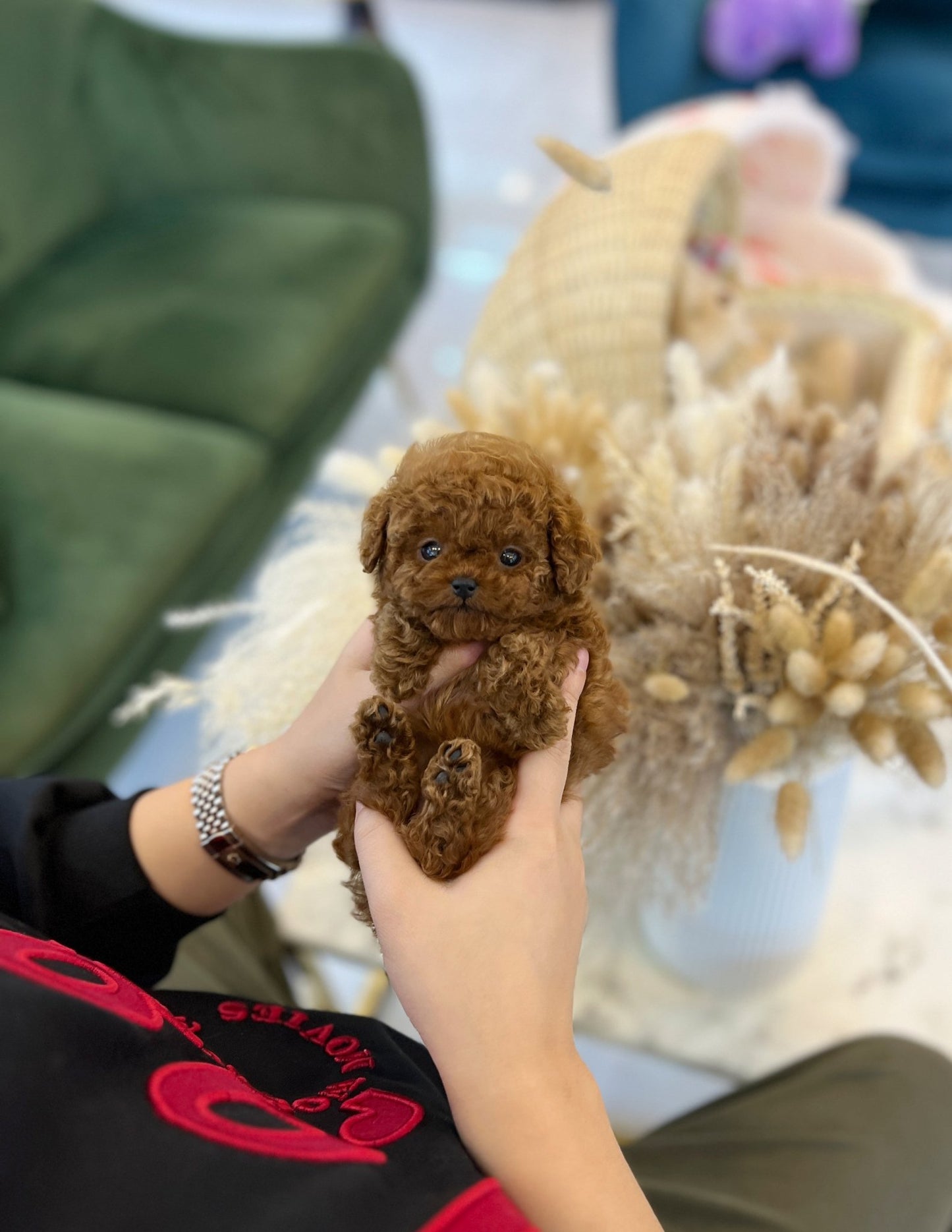 Poodle - Viva(Female) - Beautiful puppy teacup puppy with adorable features available for adoption from Velydog