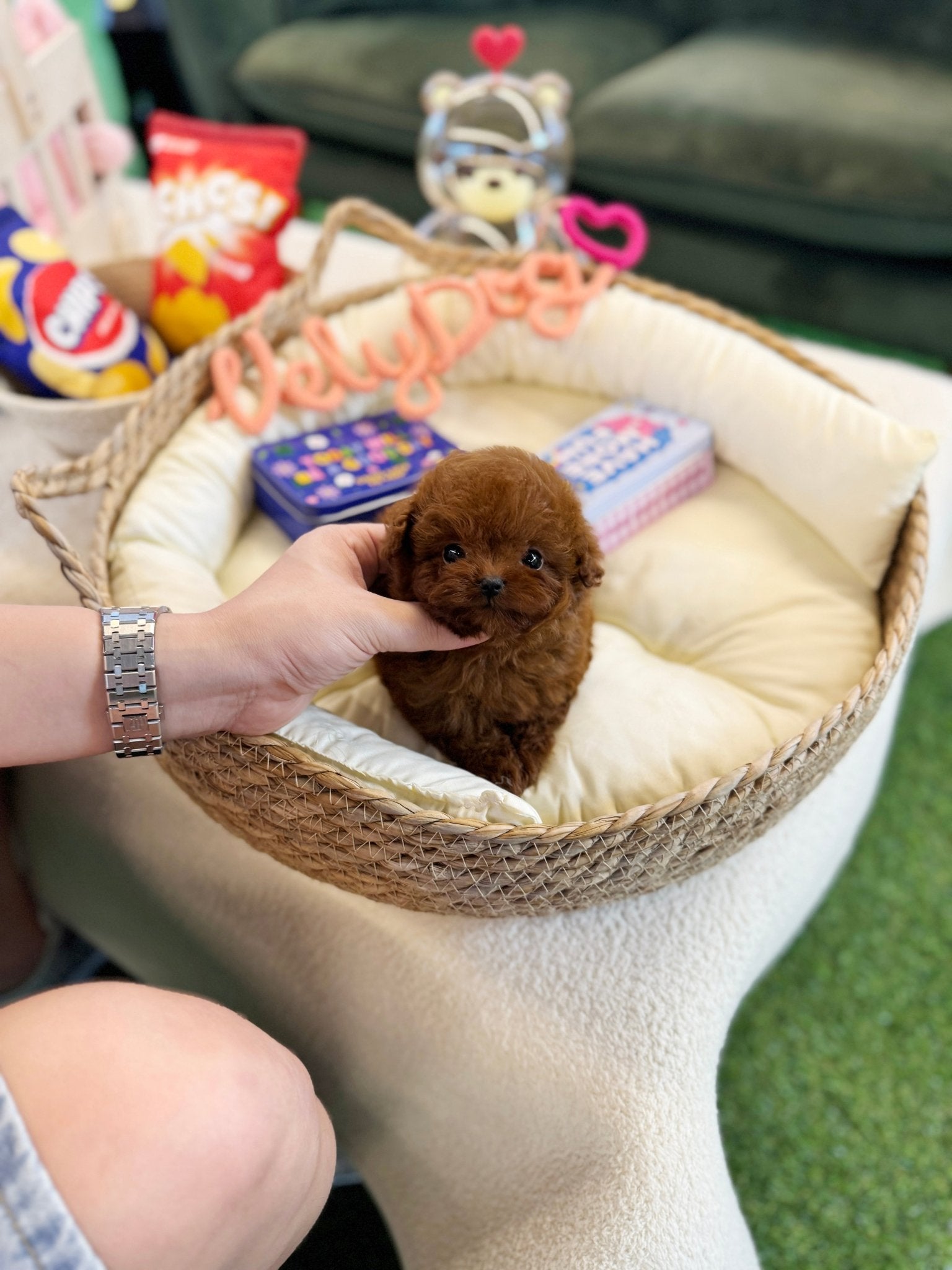 Poodle - Waffle(Female) - Beautiful puppy teacup puppy with adorable features available for adoption from Velydog