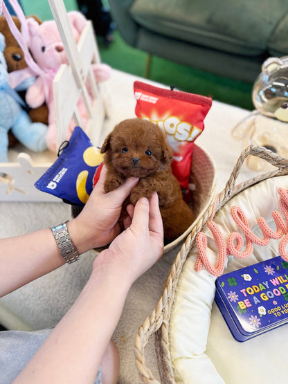 Poodle - Waffle(Female) - Beautiful puppy teacup puppy with adorable features available for adoption from Velydog