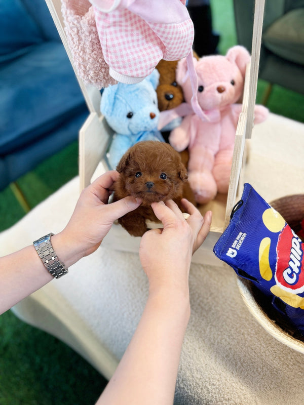 Poodle - Waffle(Female) - Beautiful puppy teacup puppy with adorable features available for adoption from Velydog