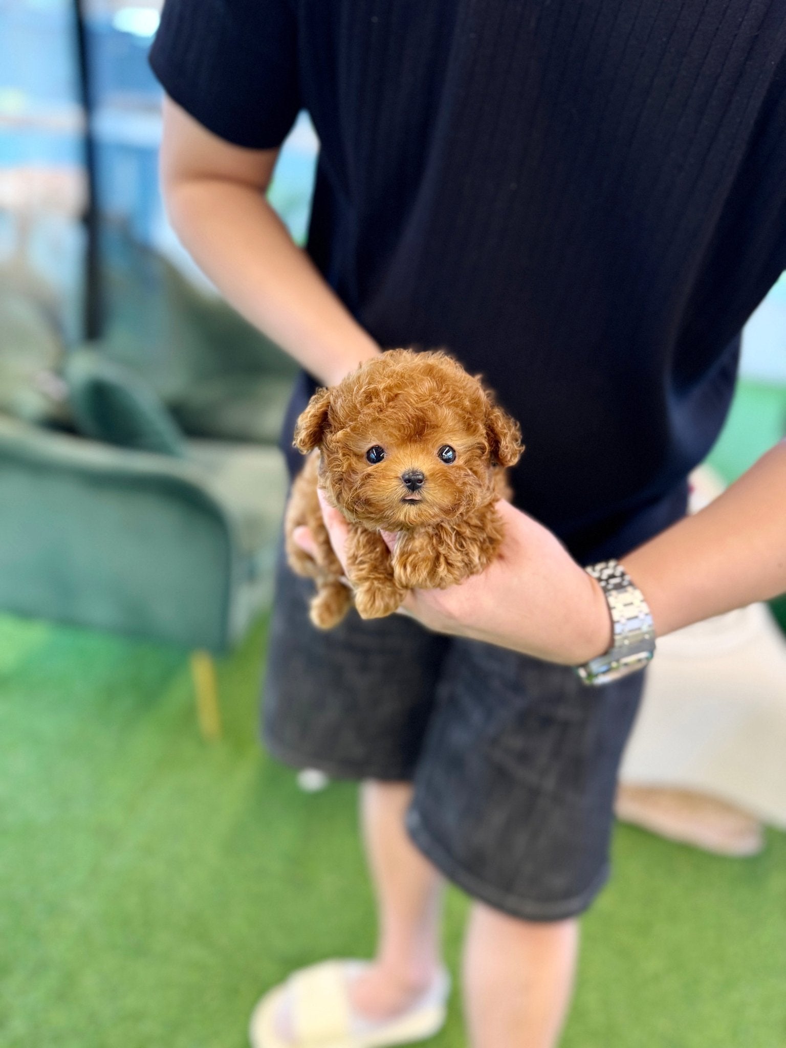 Poodle - Waka(Female) - Beautiful puppy teacup puppy with adorable features available for adoption from Velydog