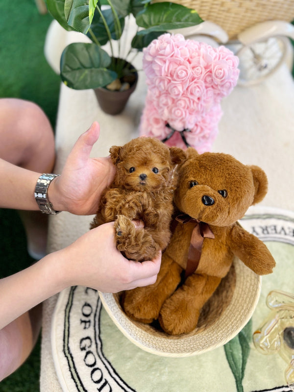 Poodle - Waka(Female) - Beautiful puppy teacup puppy with adorable features available for adoption from Velydog