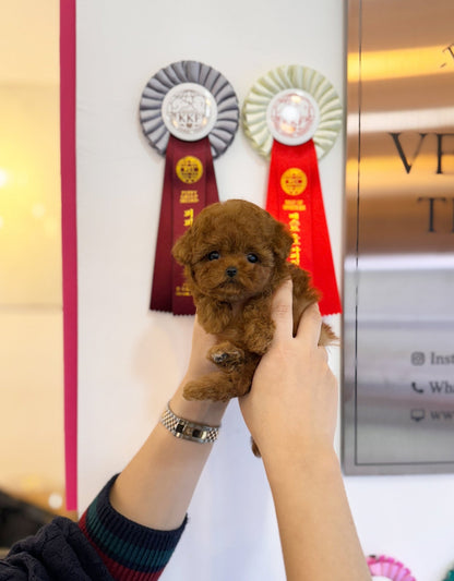 Poodle - Willow(Female) - Beautiful puppy teacup puppy with adorable features available for adoption from Velydog