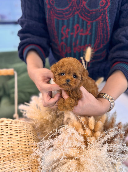 Poodle - Willow(Female) - Beautiful puppy teacup puppy with adorable features available for adoption from Velydog