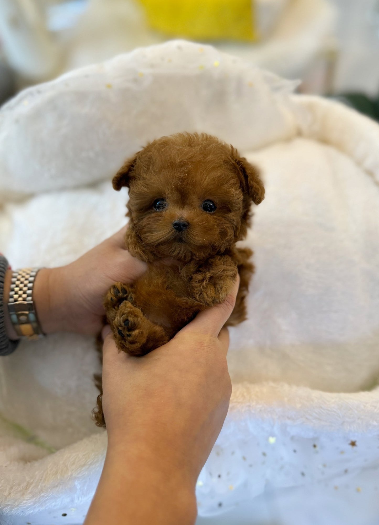 Poodle - Xia(Male) - Beautiful puppy teacup puppy with adorable features available for adoption from Velydog