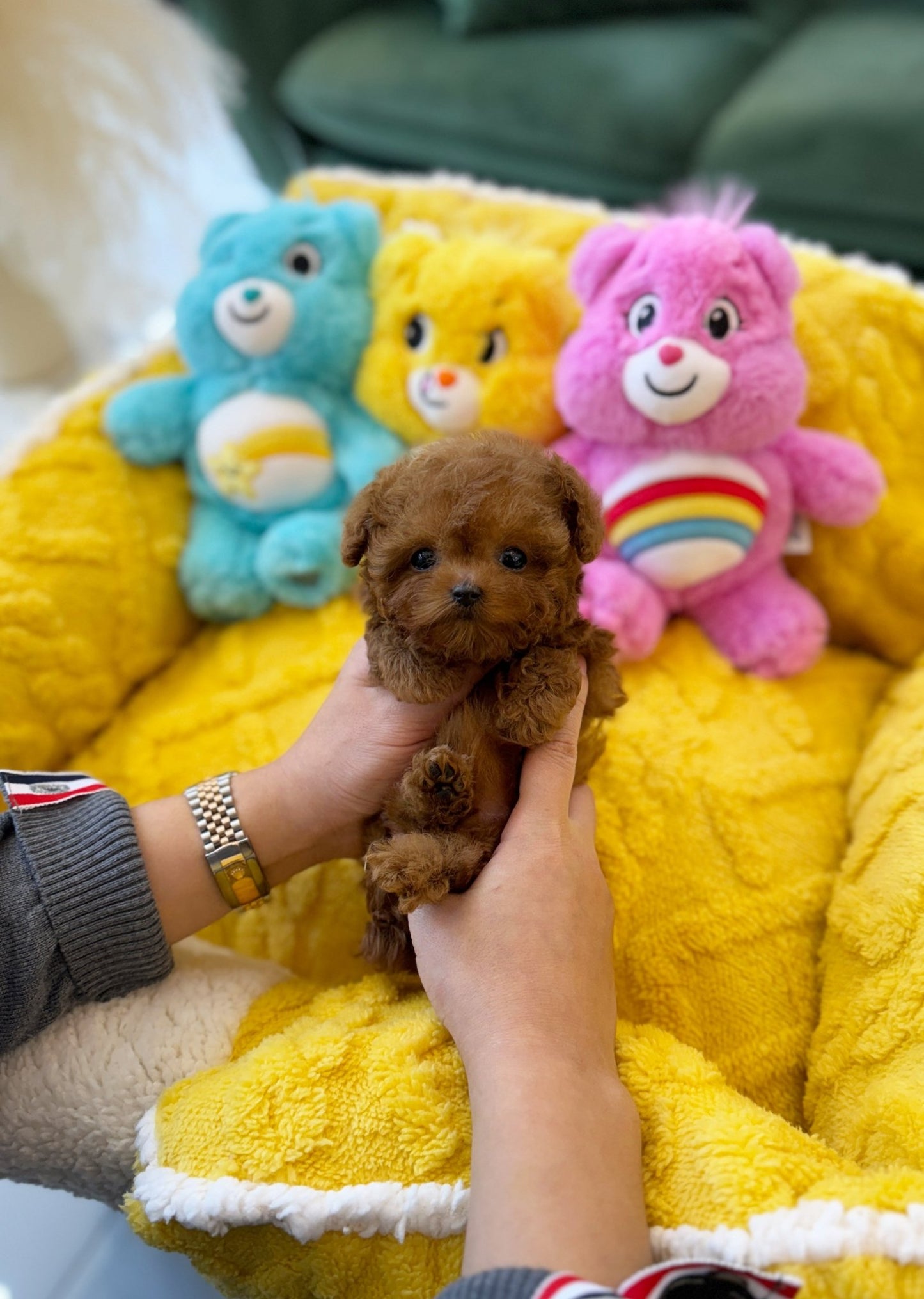 Poodle - Xia(Male) - Beautiful puppy teacup puppy with adorable features available for adoption from Velydog