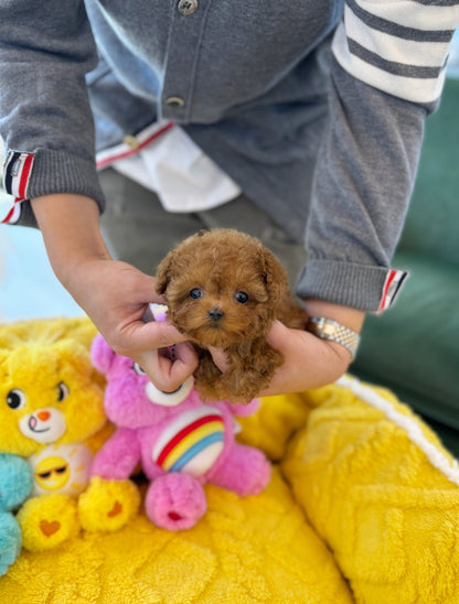 Poodle - Xia(Male) - Beautiful puppy teacup puppy with adorable features available for adoption from Velydog