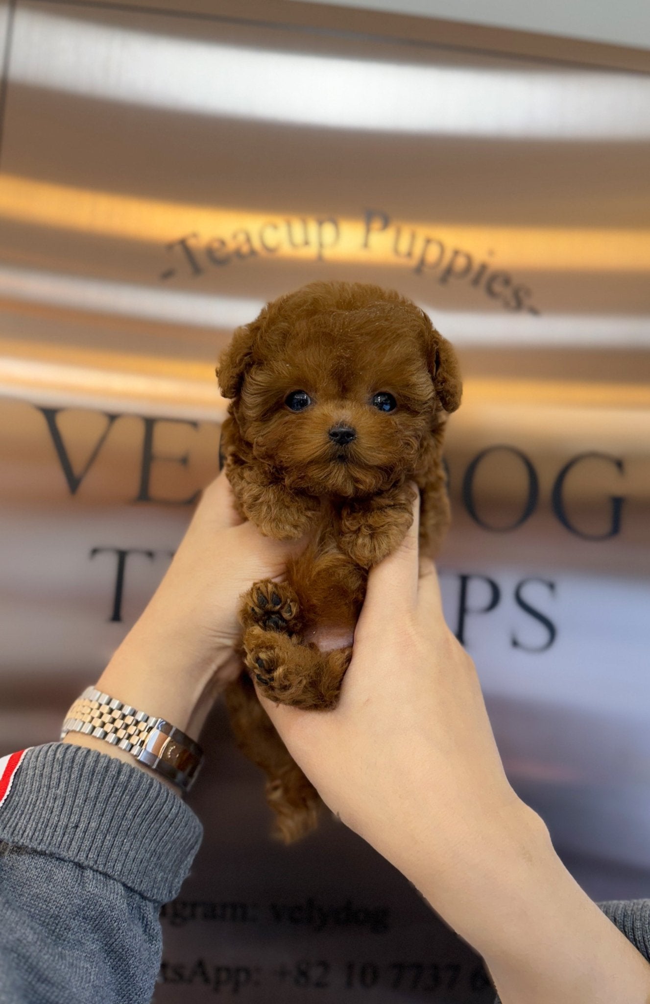 Poodle - Xia(Male) - Beautiful puppy teacup puppy with adorable features available for adoption from Velydog