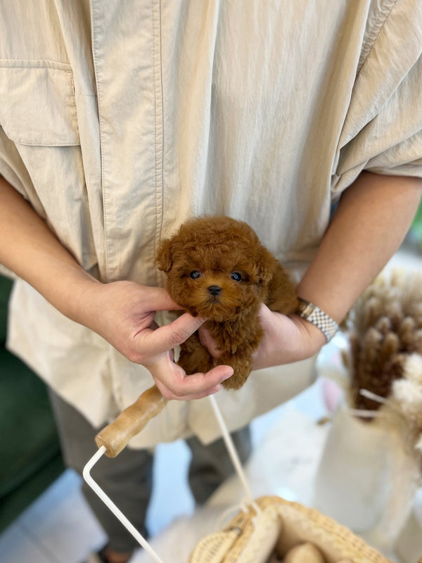 Poodle - Yom(Male) - Beautiful puppy teacup puppy with adorable features available for adoption from Velydog