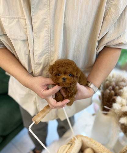 Poodle - Yom(Male) - Beautiful puppy teacup puppy with adorable features available for adoption from Velydog