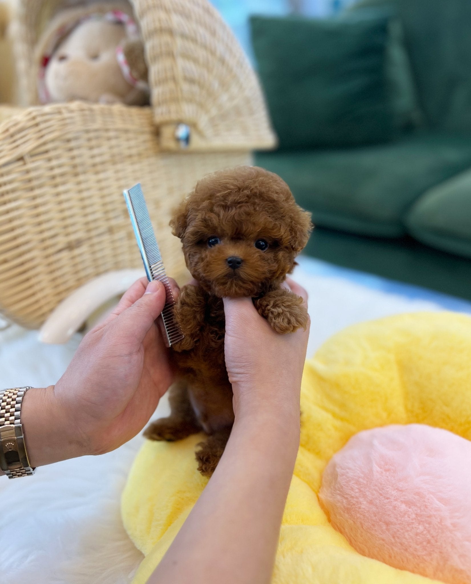 Poodle - Yom(Male) - Beautiful puppy teacup puppy with adorable features available for adoption from Velydog